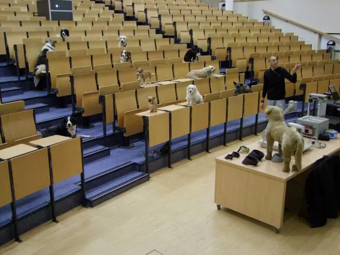 Hundeblog,Blog,BLogger,Hundeschule ISerlohn, Iserlohn,Hund,Blogseite